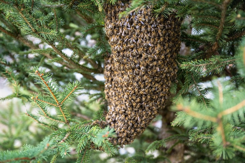 City Beekeeping Basics