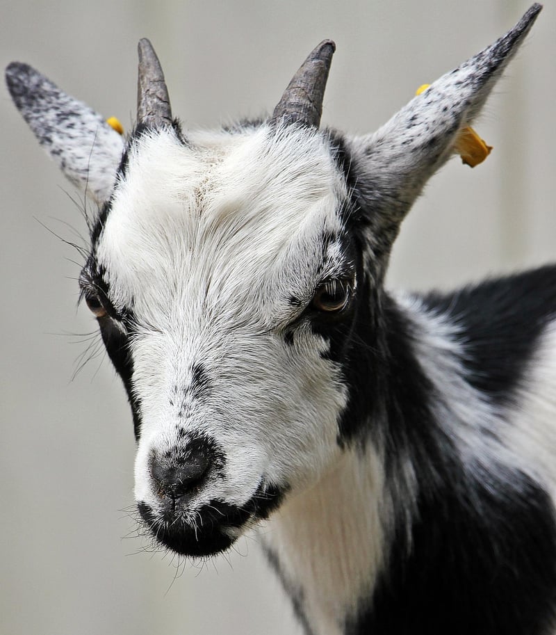 Small Space Livestock