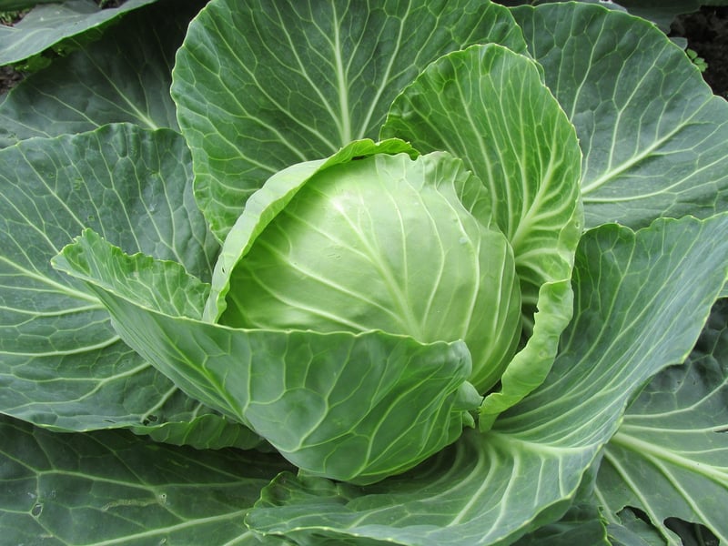Vegetable Gardening Tips