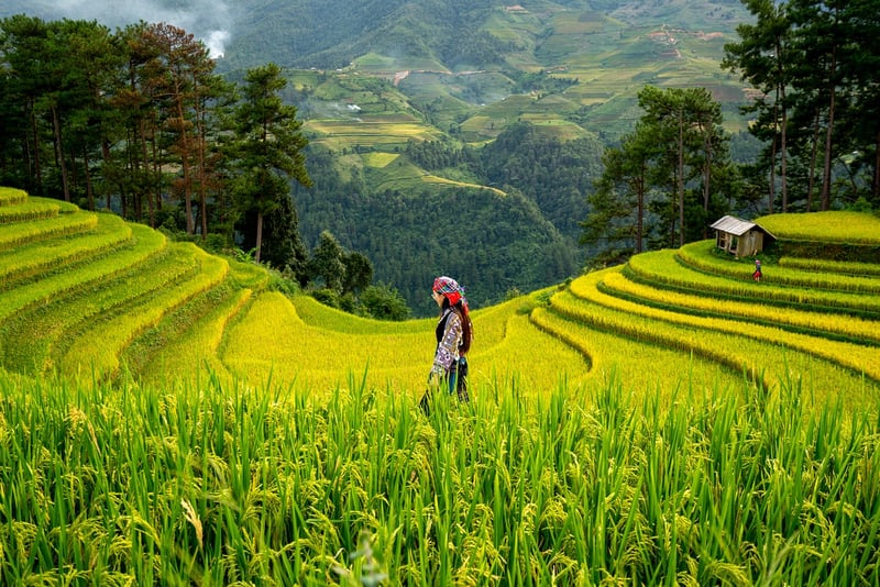 Urban Agriculture Image