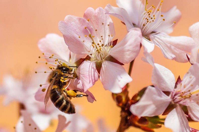 City Beekeeping Image