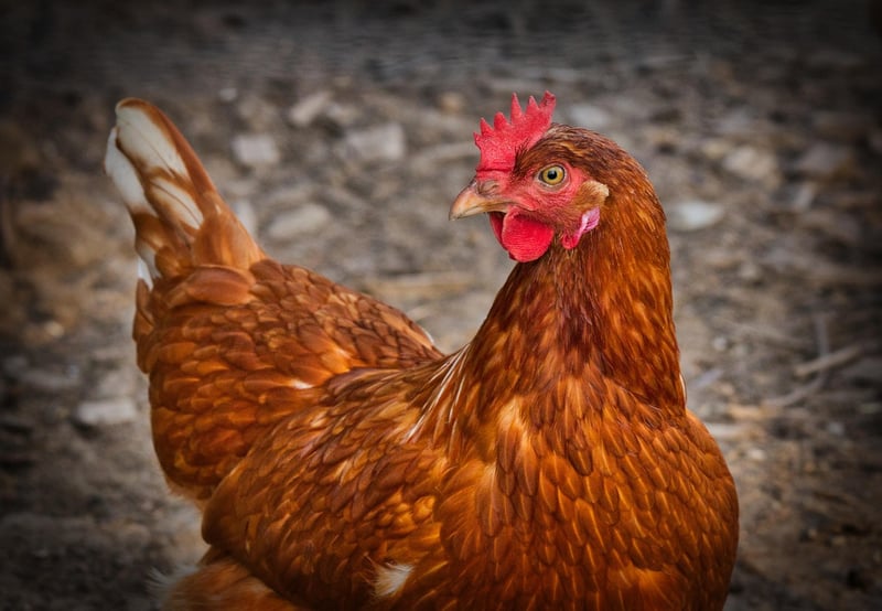 Urban Chicken Farming