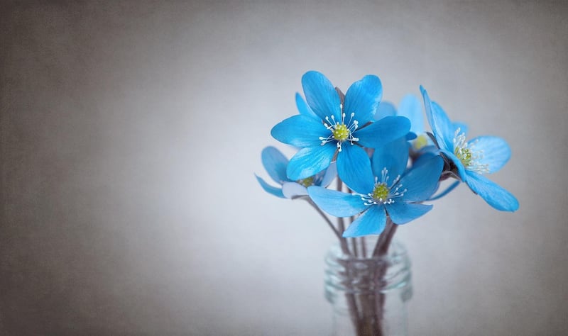Blooms & Blossoms Festival