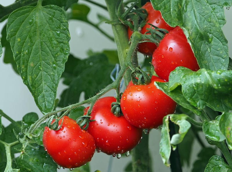 Vertical Vegetable Garden