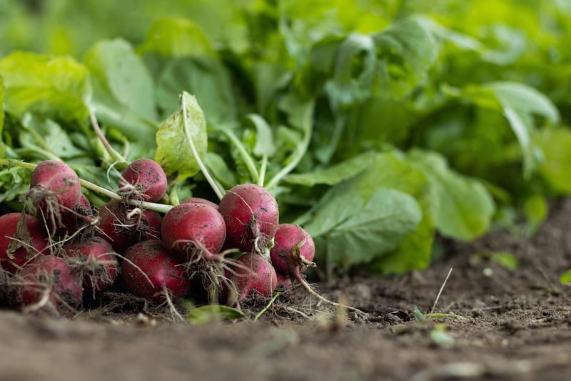 Urban Farming